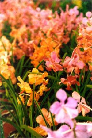 armee-orchidees