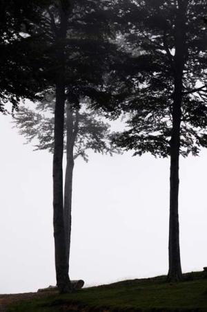 anne_marie_forets____lalande_dsc_0189