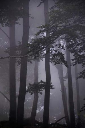 anne_marie_forets____lalande_dsc_0206