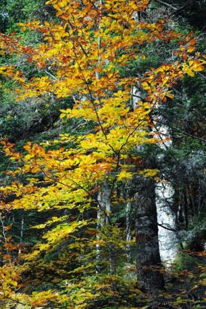 anne_marie_forets____lalande_dsc_1692