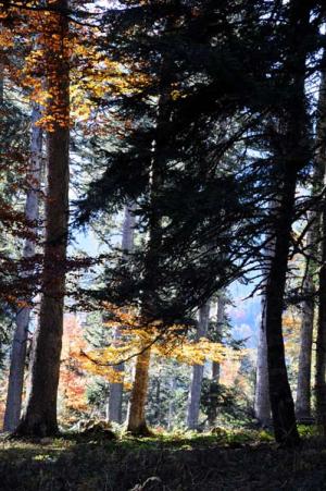 anne_marie_forets____lalande_dsc_1721