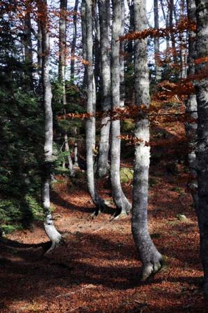 anne_marie_forets____lalande_dsc_1764