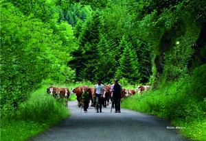 transhumance-8