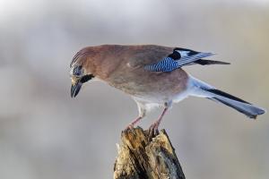 galin_02_geai_des_chenes