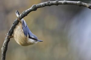 galin_05_sittelle_torchepot