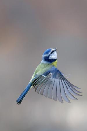 galin_06_mesange_bleue