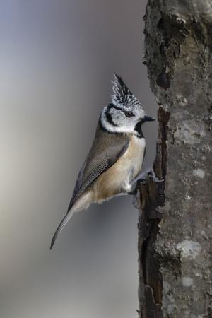 galin_07_mesange_hupp__e