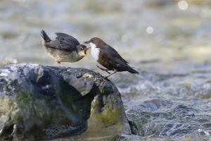 galin_11_cincles_plongeurs