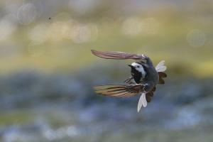 galin_12_bergeronnette_grise