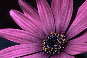 gerbera_mauve