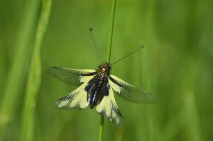 dsc_0556_red_papillon