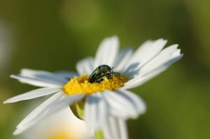 dsc_0039_red_marguerite