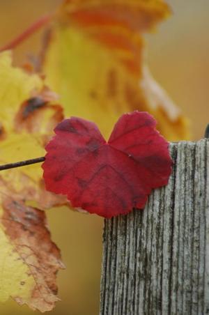 dsc_7385_red_feuille_de_vigne