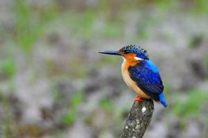 martin_p__cheur_d_afrique