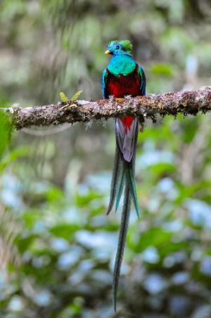 quetzal_resplendissant