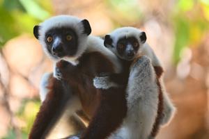 propith__que_de_coquerel