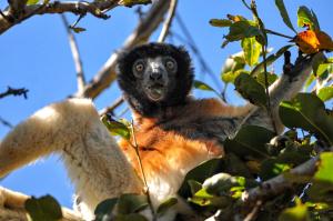 sifaka_couronn__