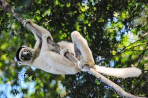 sifaka_de_verreaux