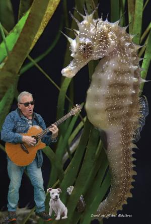 03-hippocampe_-_guitariste_-_chien