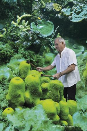 09-verongia_aerophoba_-_xylophone