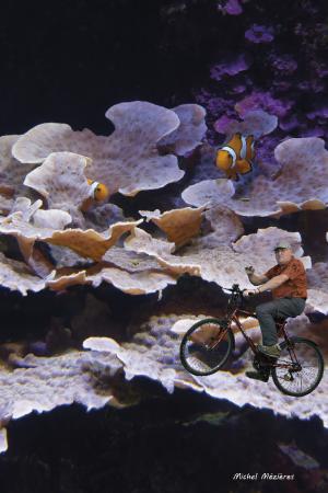 10-corail_mentipora_foliosa-cycliste