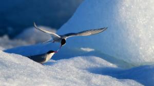 16_500_sterne_jokulsarion_nourrissage_reduit