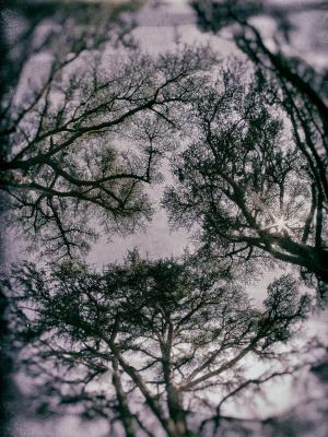 cedres-plexi-neu26-low_res-