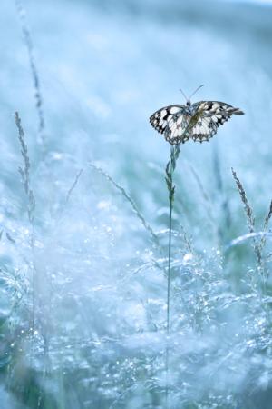 _dsc4549nettoyage_ailes-modifier