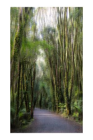 02_fox_glacier_l_all__e