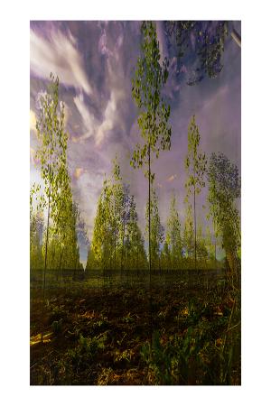 05_la_tourmente_du_peuplier