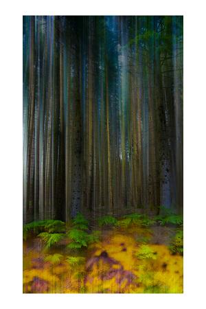 10_au_pieds_des_grands_arbres