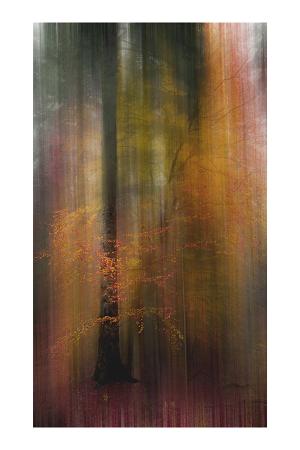 11_le_bruit_des_feuilles