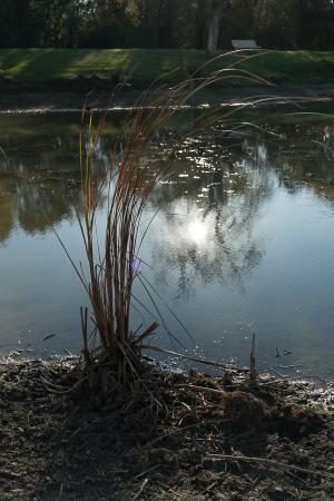 herbes_folles-2