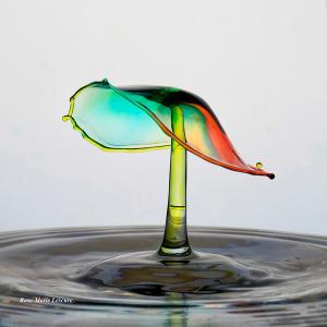 expo_festival_acquatique_02