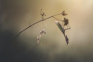 blomme_11