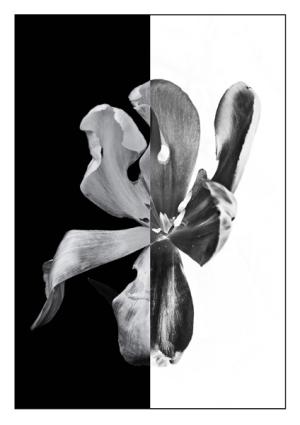 5-tulipe3_5