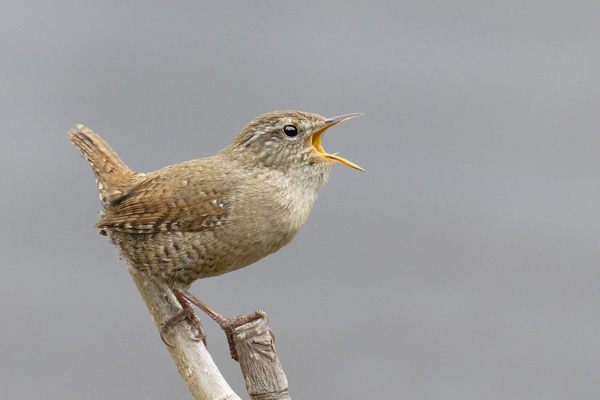 galin_08_troglodyte_mignon