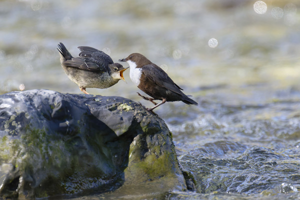 galin_11_cincles_plongeurs