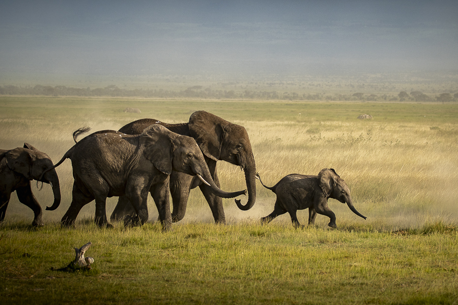 terres_animales_(1)