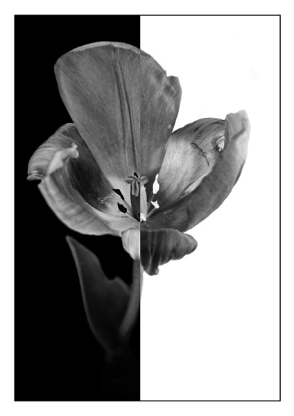 10-tulipe4_10